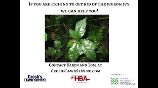 Poison Ivy Smithsburg MD Landscaping Contractor