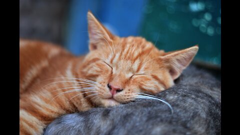 Adorable cat trying to sleep happily