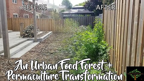 Urban Permaculture in a small city lot - Tom's Cold Hardy Food Forest, a 2022 Followup.