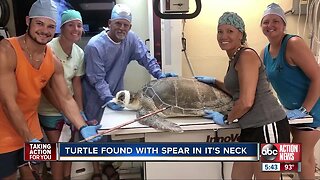 Sea turtle recovering after being found with spear through neck in Florida Keys