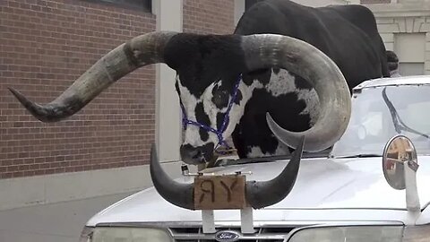 Man Pulled Over With A Bull Riding Shotgun | I'm Sorry, I Thought This Was America