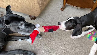 Great Danes play tug-of-war with Santa Claus