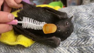 A Great Grooming Method for Brushing A Cute Baby Bat After His Bath - Meet Pigeon, a Baby Flying Fox