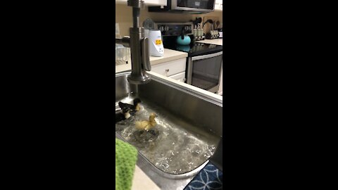 Duck bath sink