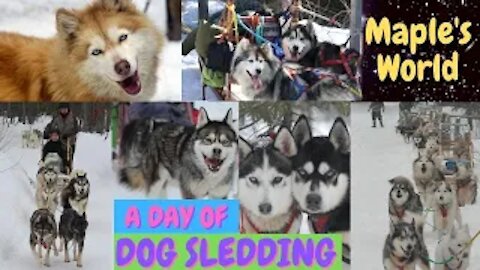 Dog Sledding With Rescued Malamutes + Siberian Husky's In Quebec Canada (200 Dogs)