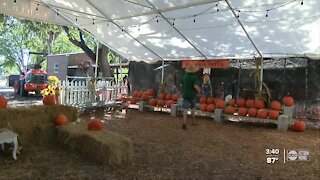 Largo farmer opens up his gates to families for a Halloween fall Farm Festival