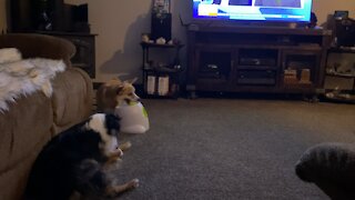 Corgi and her ball launcher 🤣