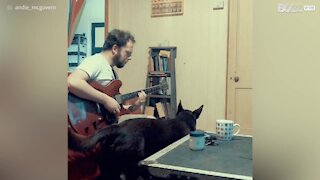 Il cane che vuole diventare un cantante!