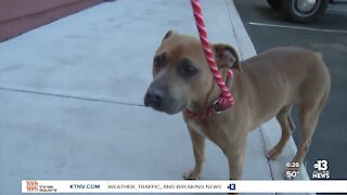 Pet of the week: 3-year-old Pit Bull mix ready for adoption