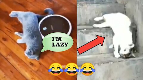 Lazy cats video complication moments