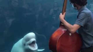 Beluga whales deeply entertained by bassist's performance