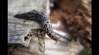 Have you ever heard the sound that a slug makes?