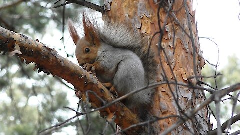 Squirrel and pine cone