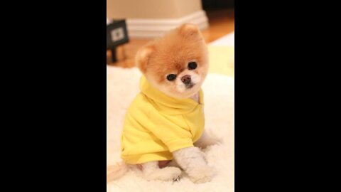 Most cutest puppy video 🐕💞😘😘🥰