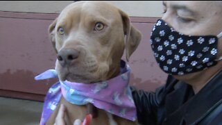 Pet of the week: four-year-old Louise up for adoption