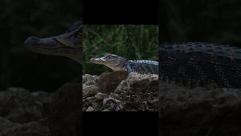 Wild Alligator encounters with Canon R10
