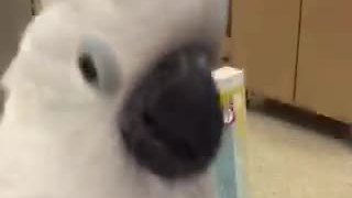 Cockatoo Proves To Be Terrible Shopping Partner