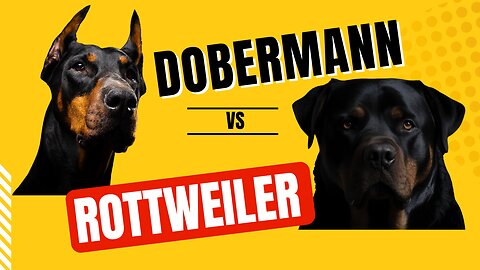 Why I got a Rottweiler and NOT a Dobermann?
