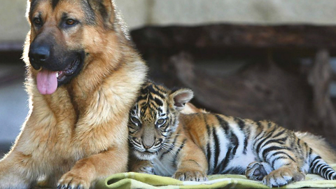 Tiger And Dog Are Best Friends