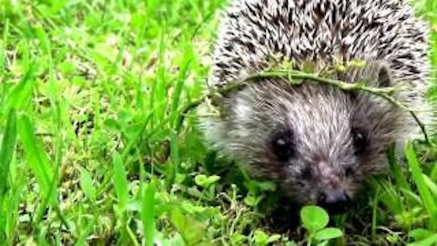 Hedgehog Walking In A Meadow