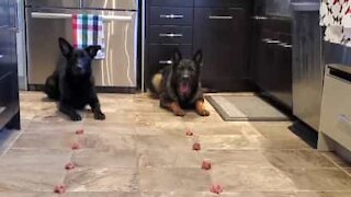 Dogs take part in speed eating challenge