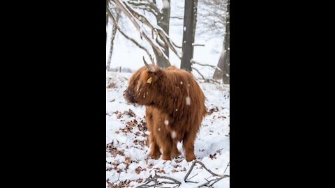 An animal in a natural winter setting
