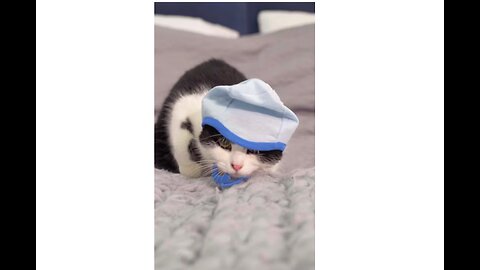 Adorable kitten with cute little hat on playing around