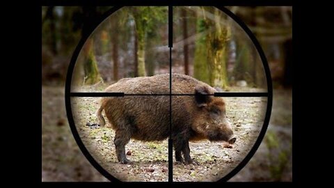 you definitely won't believe this! hunting wild boar