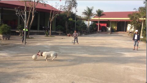 Pitbull plays football