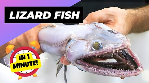 Lizard Fish - In 1 Minute! 👽 Alien of the Abyss | 1 Minute Animals