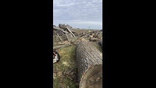 Cutting a red oak log