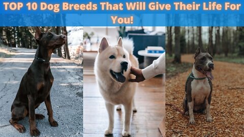 🐕 Dogs That Will Sacrifice For You - TOP 10 Dog Breeds That Will Give Their Life For You!