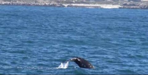 관광객들을 즐겁게 하는 귀신고래와 바다사자