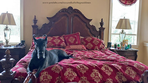 Yawning Black Great Dane Doesn't Want To Get Off The New Red Bedding