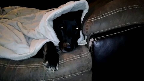 Adorable Dog Wrapped In His Blanket