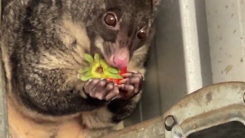 Meet A Mountain Brushtail Possum Who LOVES Strawberries - Behind The Scenes Working With Bats