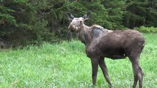 Roadside New Hampshire Moose