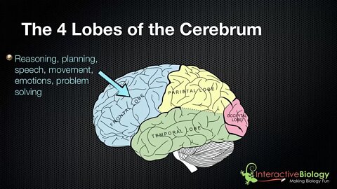 025 The 4 Lobes of the Cerebrum and their functions