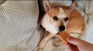 Picky doggo only eats biscuits with tea!