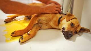 Severely traumatized dog makes astonishing recovery