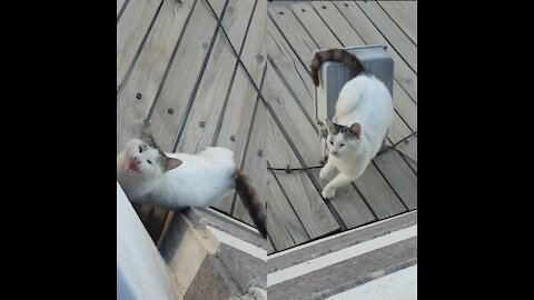 The cute cat that comes to my house every morning