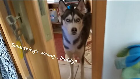 Mirca the Husky is Watching through the Door Glass!