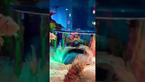 Trapped Inside a Lion Fish Aquarium!