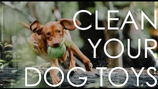 How to clean your dog TOYS! and DOG HACKS