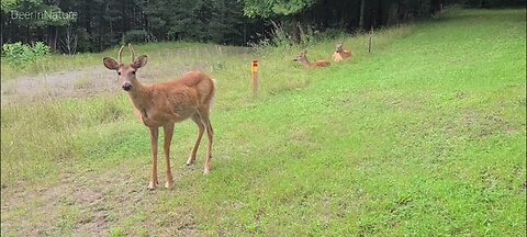 Deer resting in the middle of the day