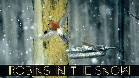 Robins in the snow captured in super slow motion