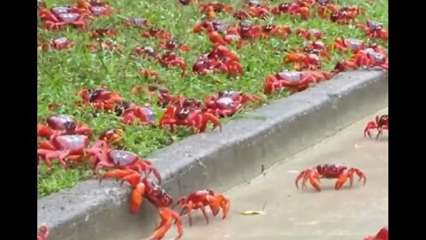 Millions of crabs in mass migration on Christmas Island