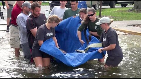 Manatee Release: Pop Tart