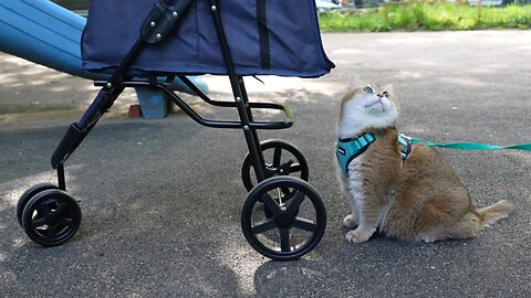 Hosico the cat himself rolls a stroller for pets