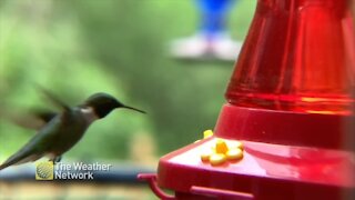 Watch hummingbird approach in slo-mo